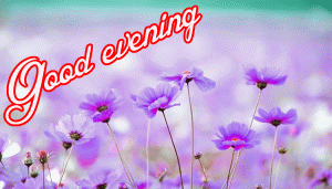  Good Evening Images Wallpaper Pics With Flower