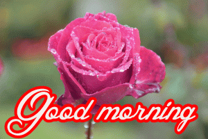 Her Flower good morning images photo Download