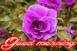 Her Flower good morning images Photo Pics HD Download