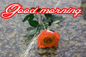 Her Flower good morning images Wallpaper Pics With Red Rose