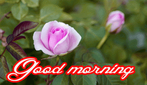 Her Flower good morning images Wallpaper Photo Pics Download