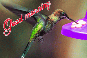 Goodmorning Images Photo Pics Wallpaper Download