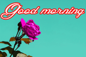 Her Flower good morning images Pictures Photo Download