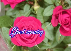 Her Flower good morning images Photo Wallpaper HD Download