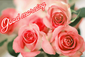 Her Flower good morning images Wallpaper Pics Download