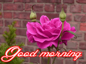 Her Flower good morning images Photo Pics Download