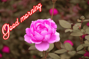 Her Flower good morning images Pics Photo Download