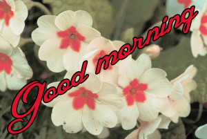 Good Morning / Gud / Gd mrng Images Photo Wallpaper Pics With Flower