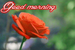 Her Flower good morning images Photo Wallpaper Pics Download