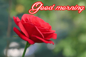Her Flower good morning images Photo Pictures Download