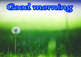 Good Morning Images Pics Download