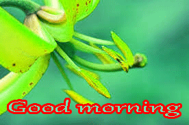Good Morning Images Photo Pictures Free Download