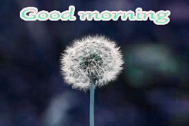 Good Morning Images Pictures Download