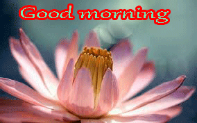 Good Morning Images Wallpaper Pictures Download