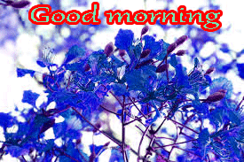 Good Morning Images photo Wallpaper Download