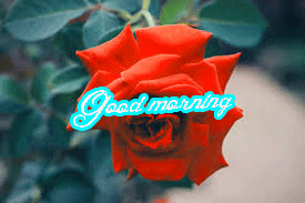 Her Flower good morning images Pics Wallpaper Download