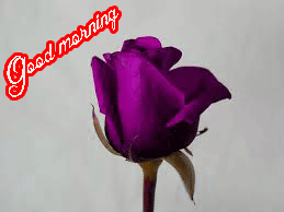 Her Flower good morning images Wallpaper Photo Download