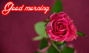Her Flower good morning images Photo Wallpaper Download
