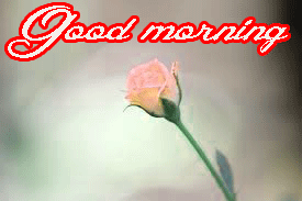 Her Flower good morning images Photo Pics HD Download