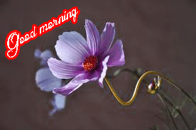 Him Flower good morning Images Pics Download In HD