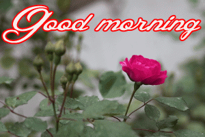 Him Flower good morning Images Pics HD Download