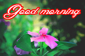 Him Flower good morning Images Photo Pics Download