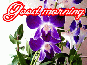 Him Flower good morning Images Pictures HD Download