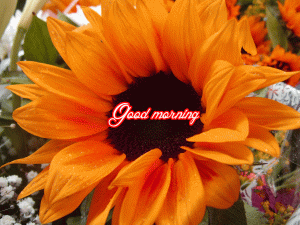 Him Flower good morning Images Pics Wallpaper Download