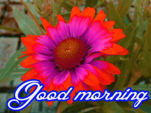 Him Flower good morning Images Photo Pics HD Download