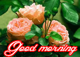 Him Flower good morning Photo Pictures Download