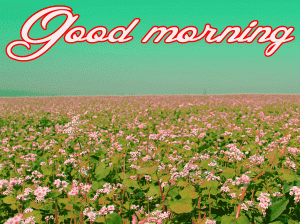 Him Flower good morning Images Wallpaper Pics Download
