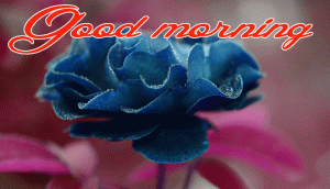 Good Morning Images Pictures Photo Wallpaper