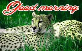 Good Morning Images Photo Pictures HD Download