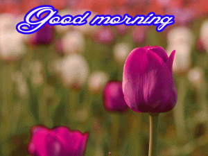Him Flower good morning Images Photo Download
