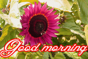 Him Flower good morning Pictures Photo Download