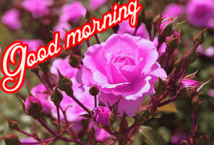 Her Flower good morning images Wallpaper Pics Download