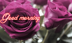 Her Flower good morning images Wallpaper Photo Download
