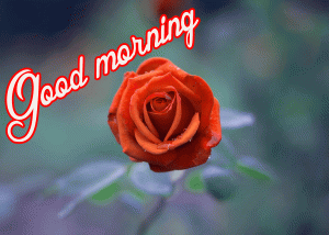 Her Flower good morning images Photo HD Download