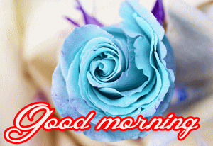 Her Flower good morning images Photo HD Download