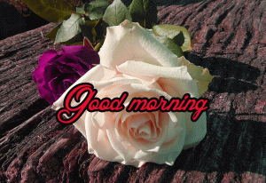 Good Morning / Gud / Gd mrng Images Wallpaper Pics With Rose