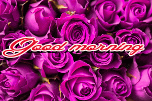 Good Morning / Gud / Gd mrng Images Photo Pics With Rose