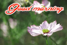 Good Morning Images Photo Pics Download