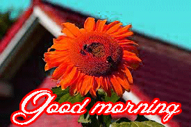 Him Flower good morning Pictures Photo HD Download