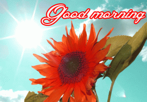 Him Flower good morning Images Pics Download