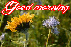 Him Flower good morning Images Picturse HD Download