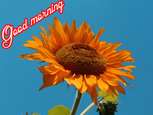 Him Flower good morning Images Photo HD Download