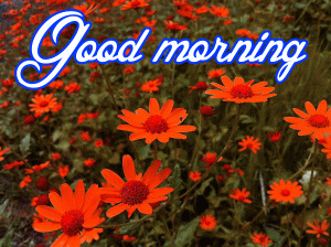 Top New Good Morning Images Photo Download 
