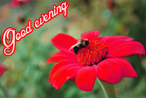 Beautiful Good Evening Images Photo Pics Download