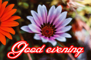 Beautiful Good Evening Images Photo Wallpaper for Whatsaap