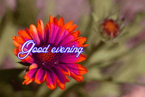 Flower / God Good Evening Images Photo Wallpaper Pics Download